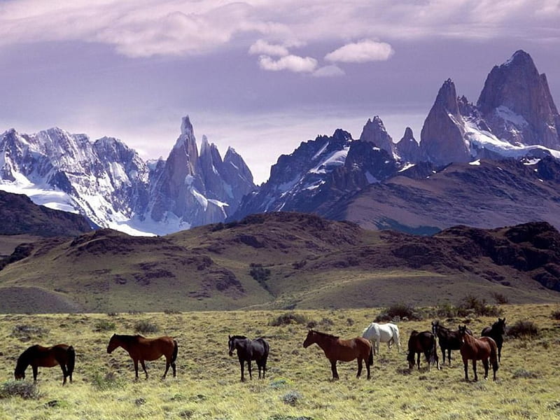 Andes Mountains, andes, patagonia, argentina, horses, HD wallpaper