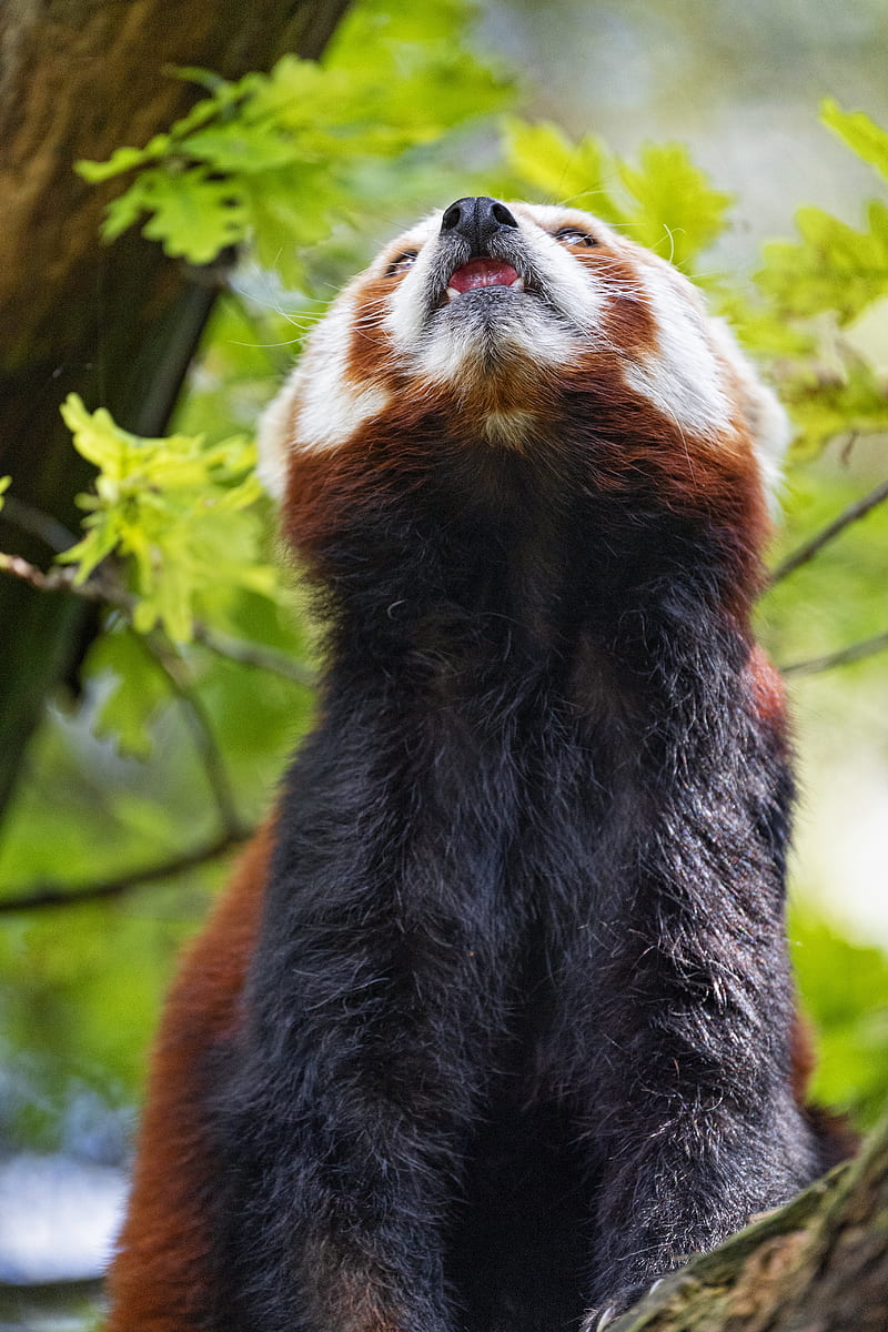 red panda, panda, animal, protruding tongue, furry, HD phone wallpaper