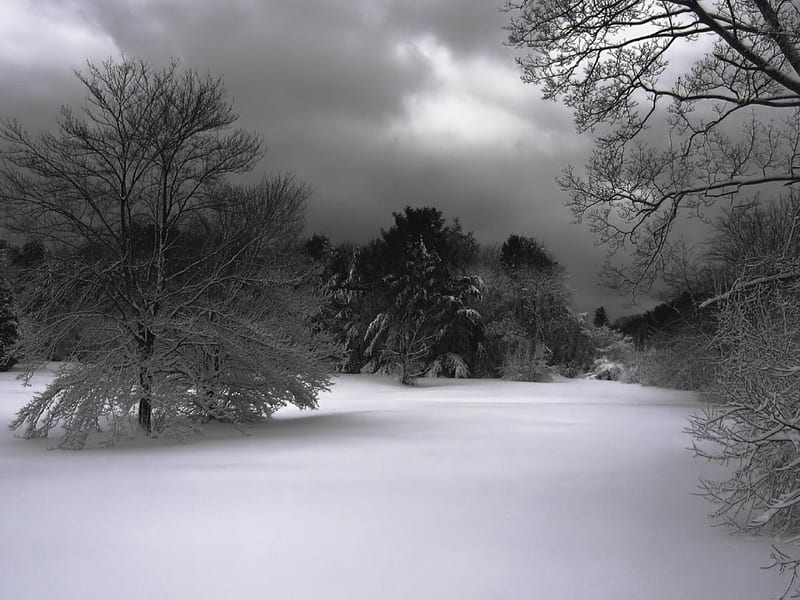 A Dark Winter, snow, dark, nature, trees, clouds, winter, HD wallpaper