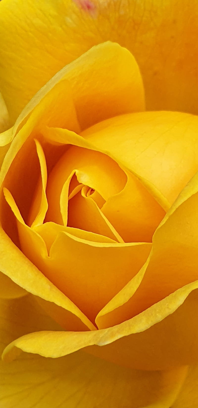 Rose, amoled, bright, color, colour, flower, flowers, natural, roses,  yellow, HD phone wallpaper | Peakpx