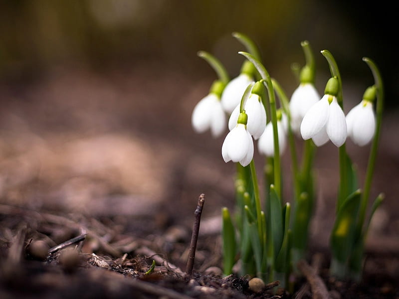 First Sign of Spring, flowers, nature, spring, snowdrops, HD wallpaper