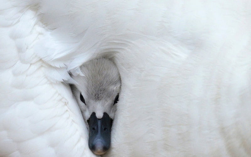 Maternal warmth, head, black, swan, baby, sweet, cute, bird, funny, white, HD wallpaper