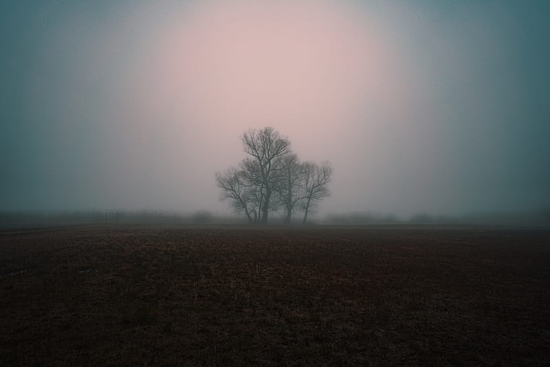 fog, gloomy, tree, HD wallpaper