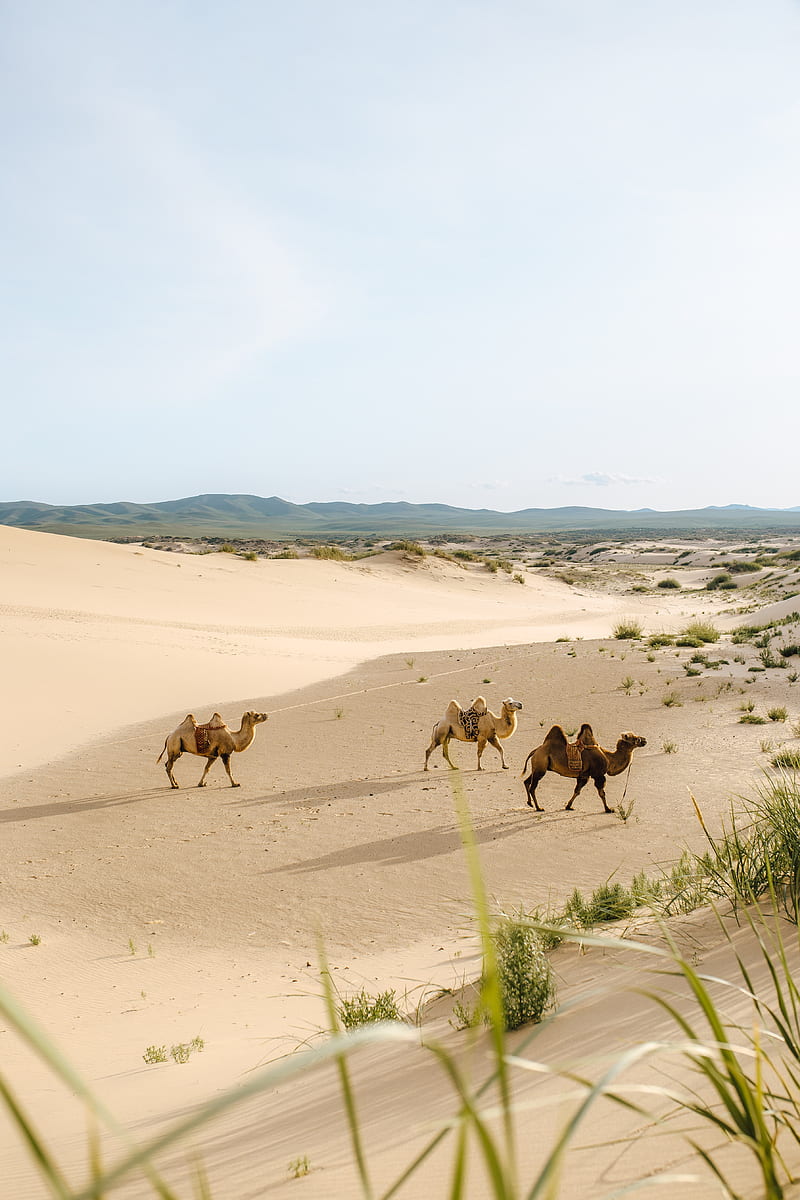 camels, desert, animals, sand, oasis, HD phone wallpaper