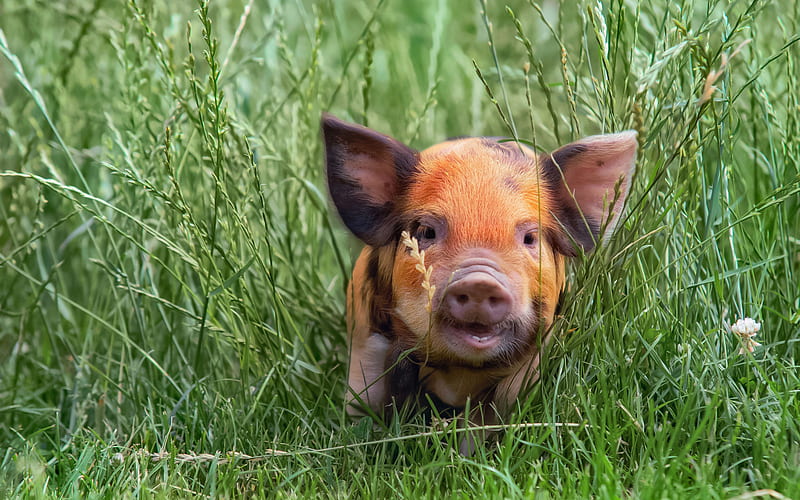 little piggy, little pig in the grass, cute animals, funny animals, brown pig, HD wallpaper