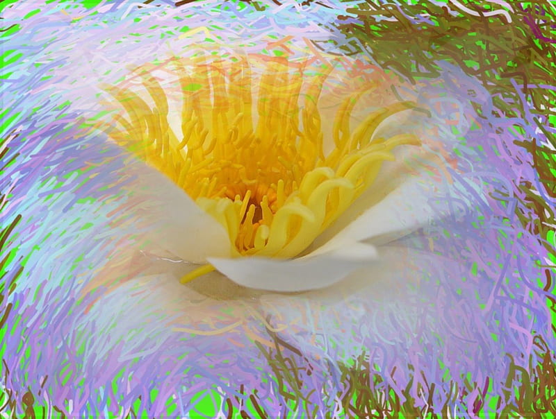 Mad Painter Lotus, lotus, paint, flower, effects, soft, digital art, single flower, HD wallpaper