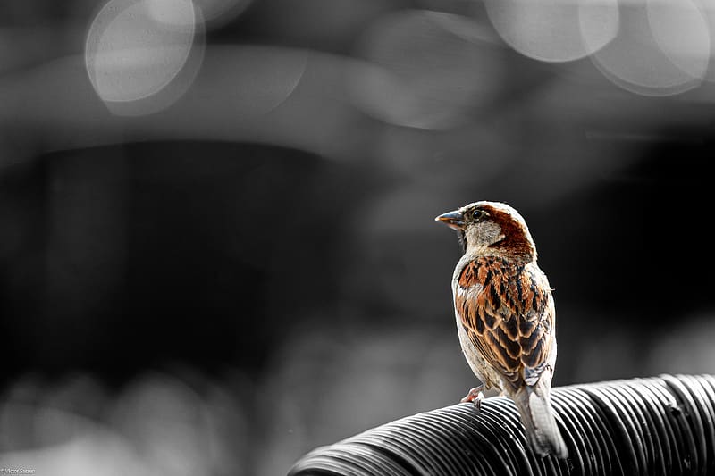Sparrow, ornithology, animal, bird, HD wallpaper