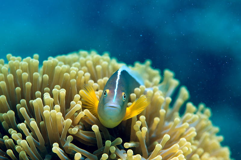 Cute Coral Fish, HD wallpaper