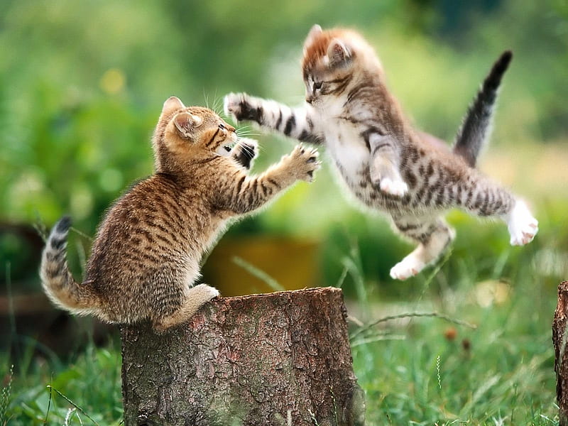 Jump higher-Cute little kitty cat living, HD wallpaper