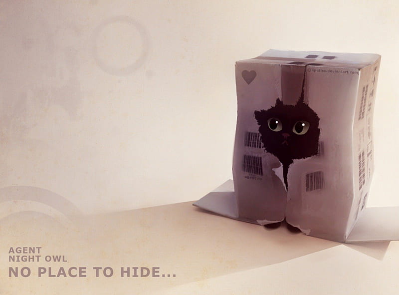 No Place To Hide..., cute, hide, kitten in box, random, box, cute cat, cute kitten, funny, HD wallpaper