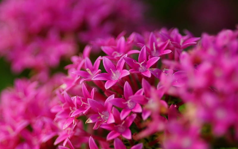 Pink Pentas lanceolate, pentas, flowers, nature, petals, pink, HD wallpaper