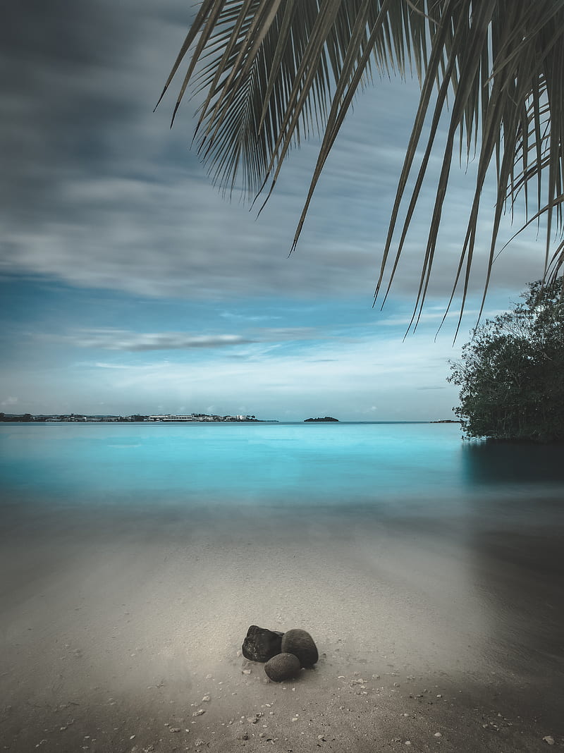 beach, sand, stones, palm, branches, horizon, HD phone wallpaper