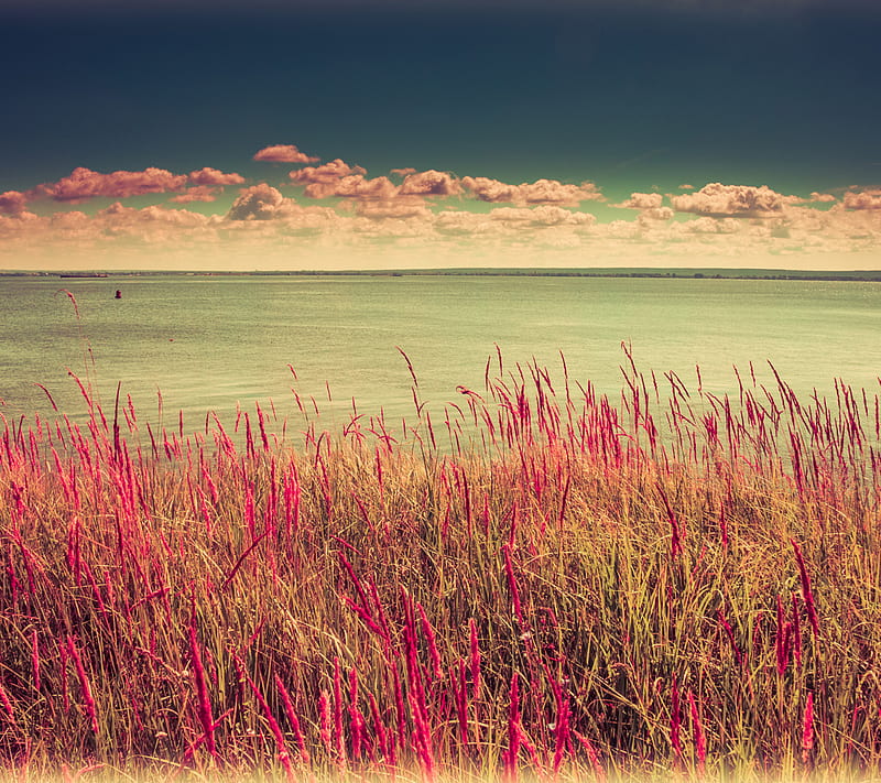 Pink landscape, love, nature, HD wallpaper