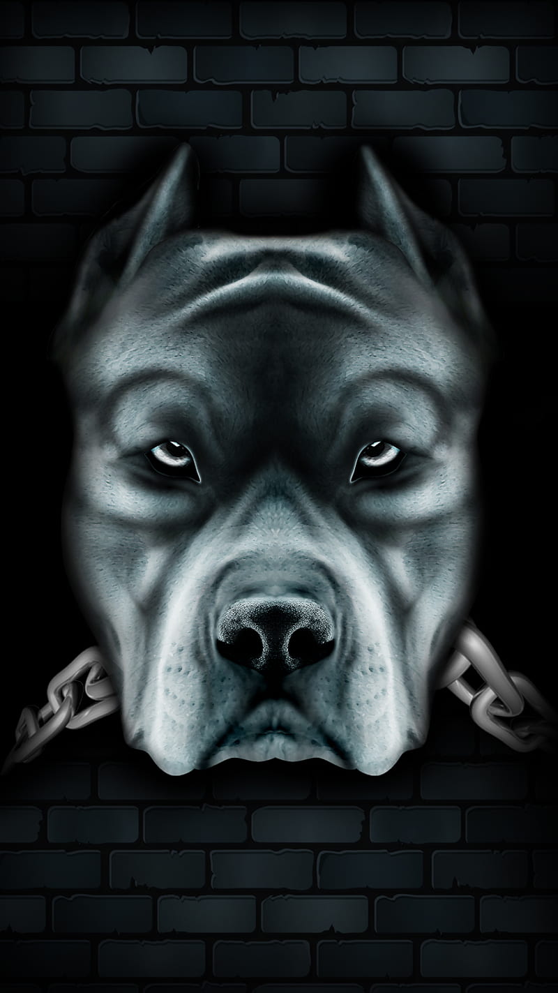 PITBUL, black, chain, dog, HD phone wallpaper