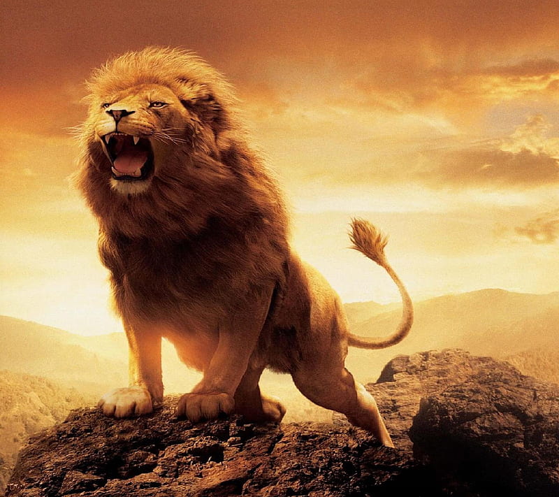 lion on mountain, roar, HD wallpaper