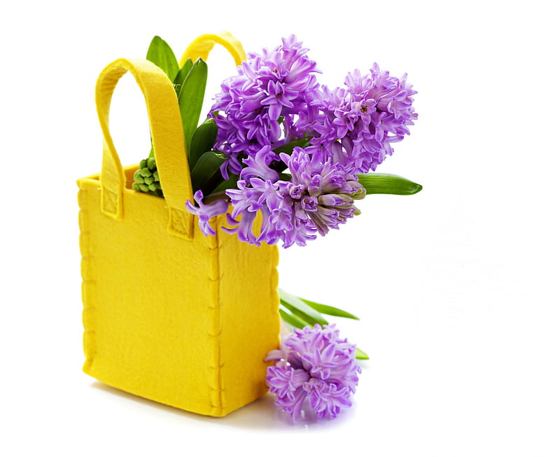 Jacintos, jacinto, amarillo, flor, bolso, primavera, rosa, tarjeta, Fondo  de pantalla HD | Peakpx
