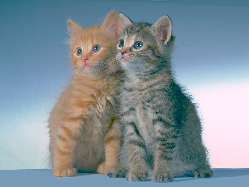 for you church I know you like kittens, cute, adorable, kitties, loveable, HD wallpaper
