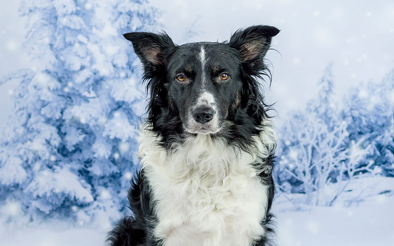 Border Collie Dog, winter, pets, cute animals, black Border Collie, dogs, Border Collie, HD wallpaper
