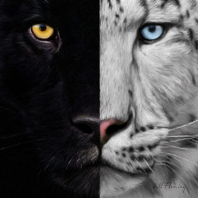 Evil Twin, black, cat, feline, fantasy, whiskers, amber, face, white, eyes, blue, HD wallpaper