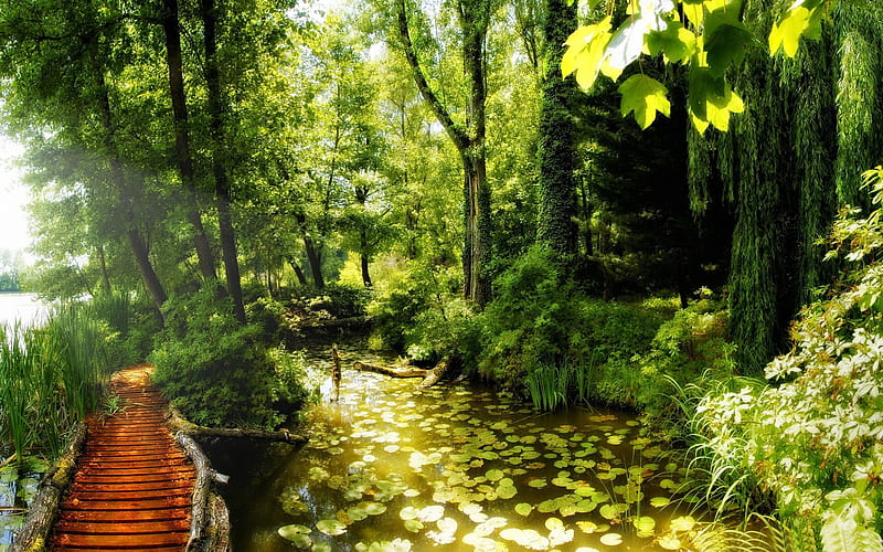 natural park-Beautiful summer landscape, HD wallpaper