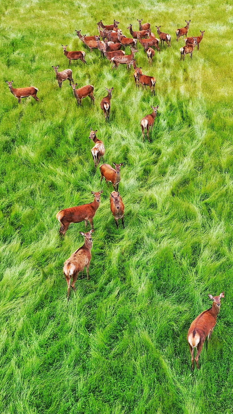 Deer, aerial, animals, field, green, nature, real, view, HD phone wallpaper