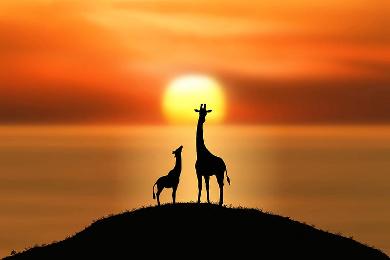 Giraffes at sunset, luminos, orange, black, sunset, silhouette, baby, animal, vara, summer, giraffe, couple, HD wallpaper