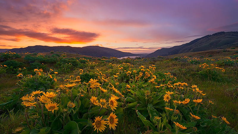 Sunflowers With Background Of Mountain During Evening Time Flowers, HD wallpaper