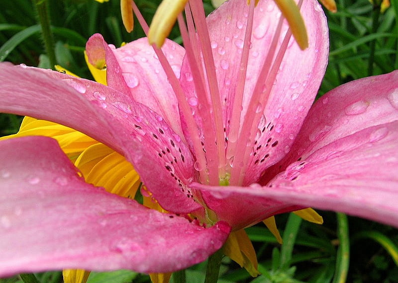 pink lily, close-ups, flowers, gardens, lily, blooms, HD wallpaper