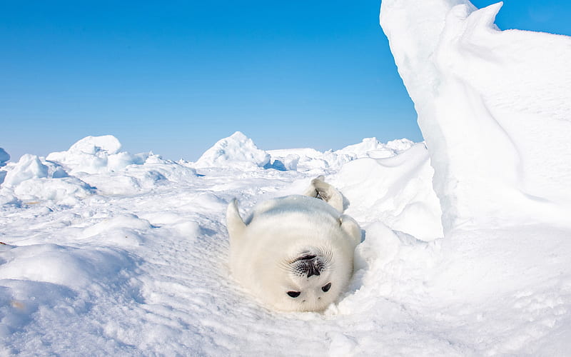 Antarctic continent Seal 2020 Animal graphy, HD wallpaper