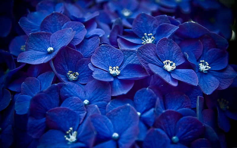 Grafía de flores de hortensia azul, Fondo de pantalla HD | Peakpx