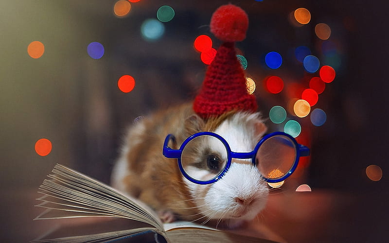 cavy with book, cute animals, guinea pig, cavy in glasses, rodent, pets, Cavia porcellus, HD wallpaper