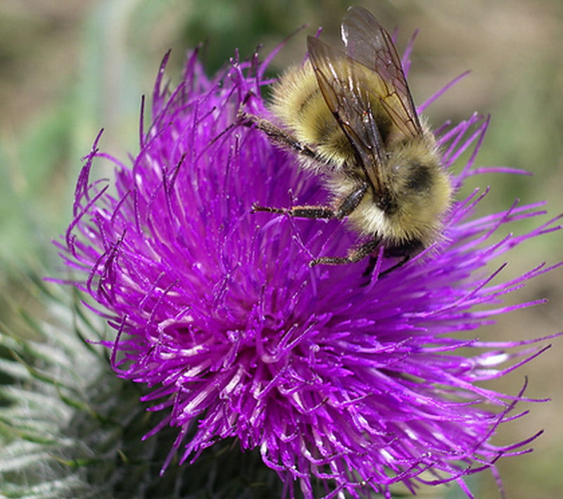 BUMBLE BEE ON THISTLE, insect, bee, thistle, bumble, HD wallpaper