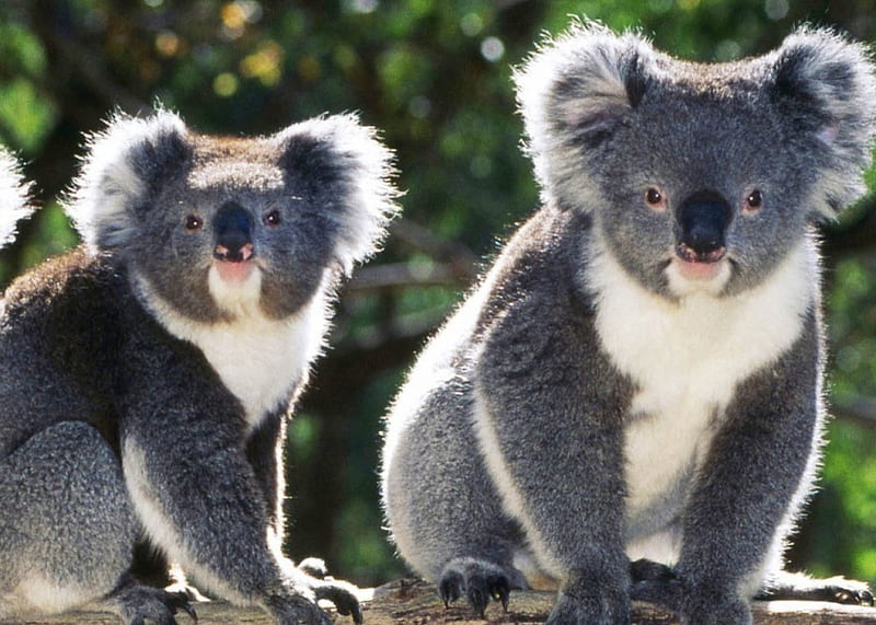 Koala bears, bear, cute, koala, animal, HD wallpaper