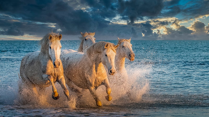 White Horses Are Running On Beach With Background Of Blue Sea And Cloudy Sky Animals, HD wallpaper