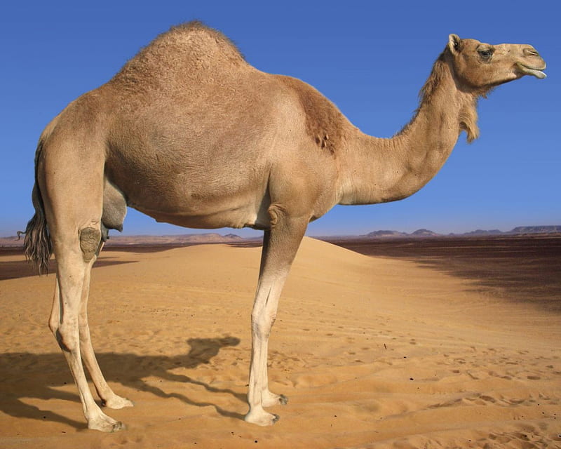 Arabian Camel, sand, desert, arabia, camel, HD wallpaper