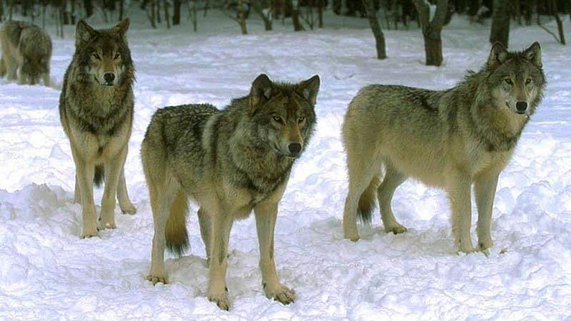 Manada de lobos esperando a la caza, manada de lobos, nieve, lobo gris,  vida silvestre, Fondo de pantalla HD | Peakpx