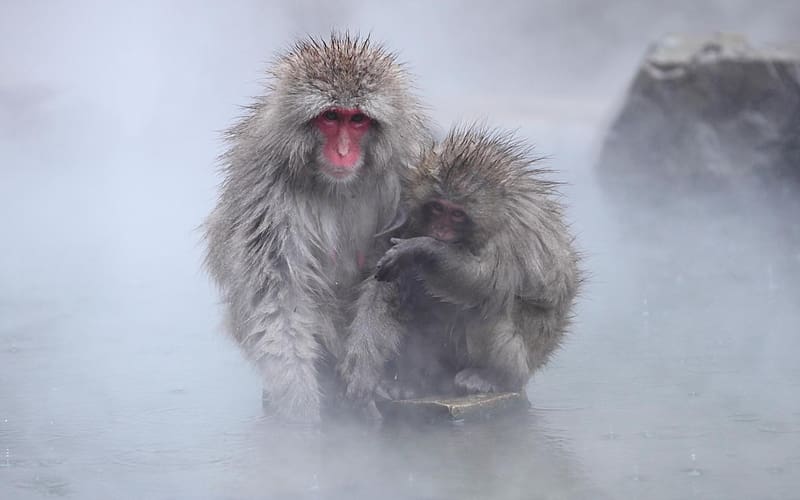 Monkeys, Animal, Japanese Macaque, HD wallpaper