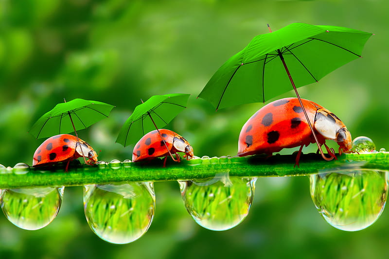 Lady Bugs, bigs, cute, drops, green, leafs, nature, water, HD wallpaper