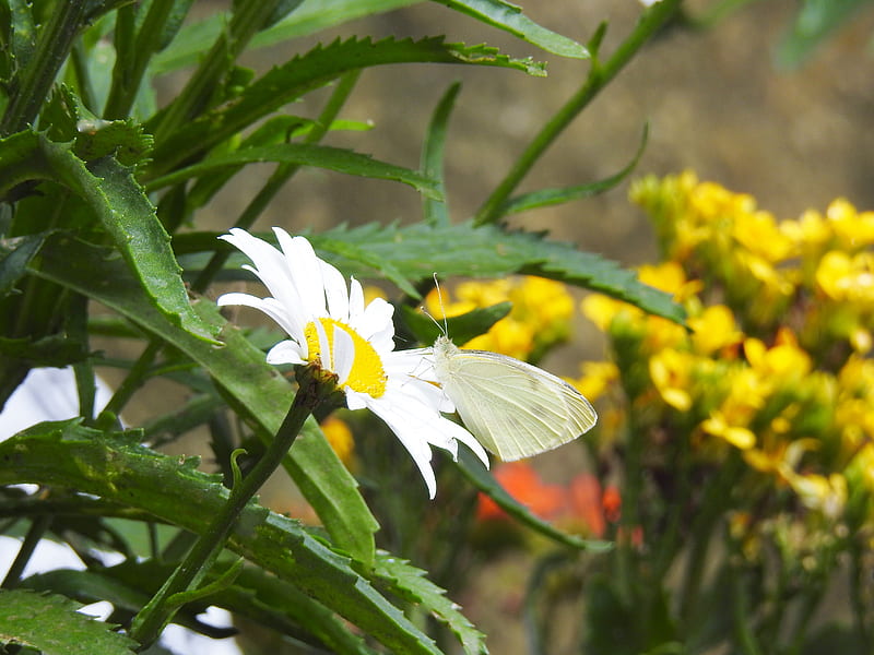 Daisy And A Butterfly, Summer, Cabbage White, graphy, Flowers, Nature, Butterfly, HD wallpaper