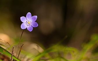 Optimara Wisconsin, flower, optimara, violet, wisconsin, HD wallpaper ...