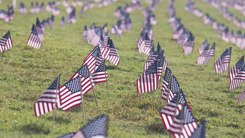 American Flag On Grass Veterans Day, HD wallpaper