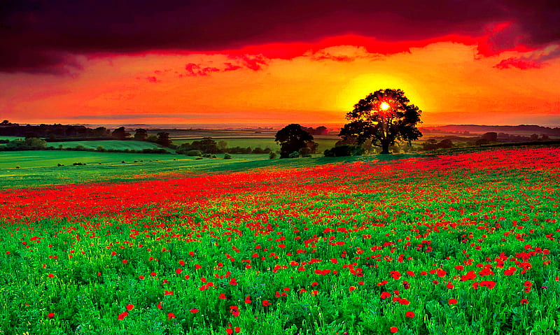 Poppies Field, red, pretty, wonderful, sun, orange, poppies, bonito, sunset, clouds, lights, graphy, green, flowers, beauty, scenery, hills, horizon, lovely, view, sky, rays, purple, mountains, nature, scene, field, landscape, HD wallpaper