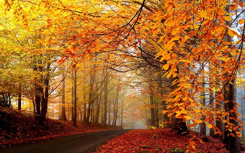 1920x1080px, 1080P free download | Autumn Forest, jungle, forest ...