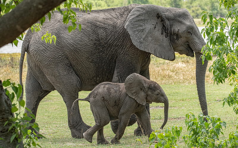 elephants, little elephant, wildlife, cute animals, elephant family, gray elephant, HD wallpaper