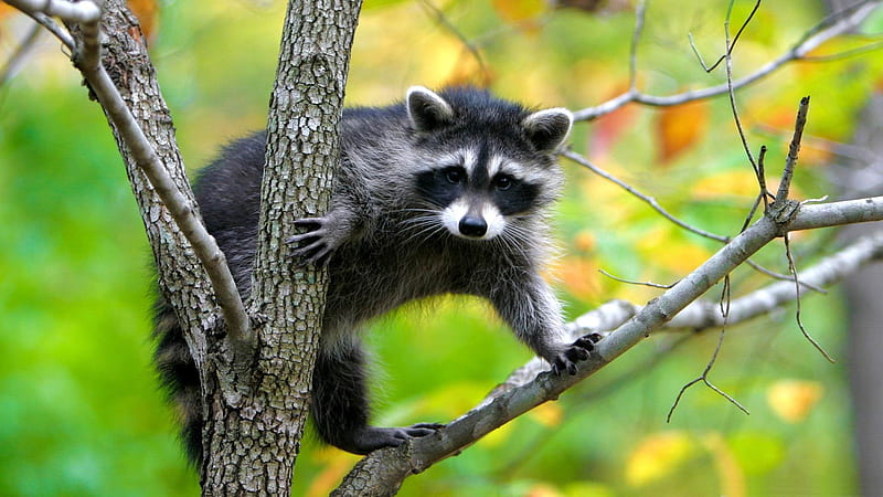 raccoon in a tree-Animal graphy, HD wallpaper
