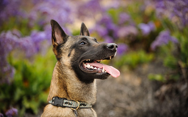 Belgian Malinois Dog, Belgian Shepherd, big dog, portrait, spring, bokeh, blur, HD wallpaper