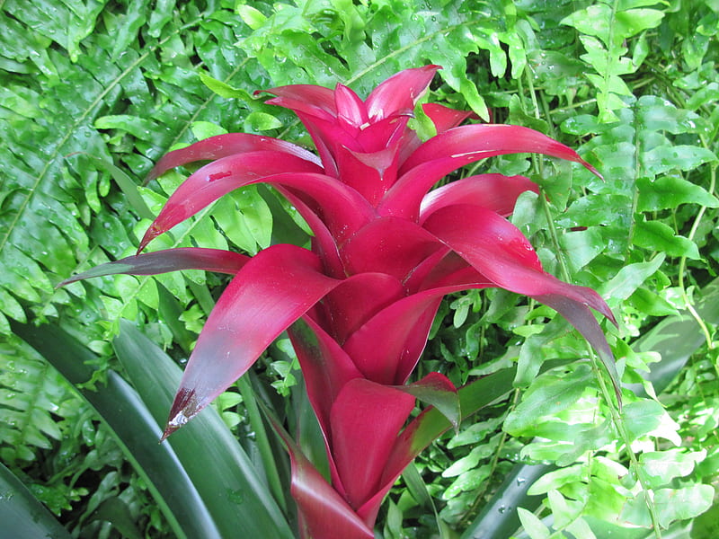 Exotic flowers at the pyramids 41, red, Bromeliad, graphy, green, garden, Flowers, HD wallpaper