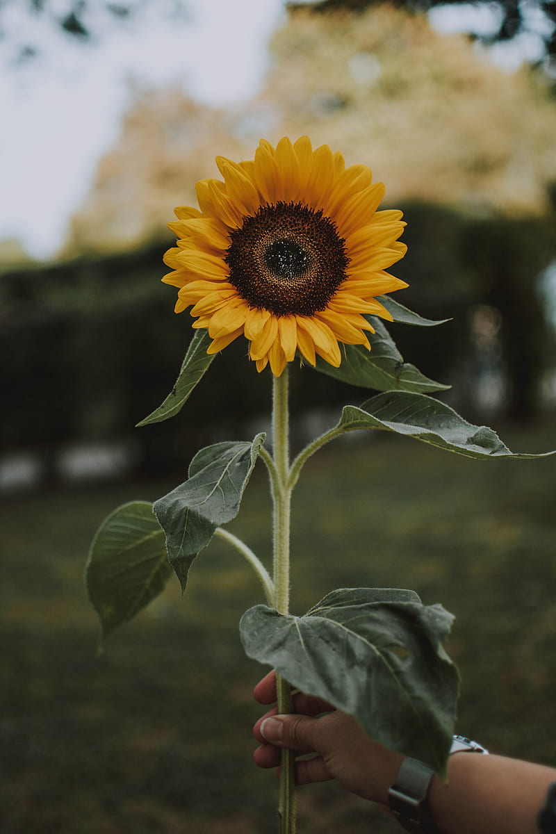 Person Holding Yellow Sunflower, HD phone wallpaper