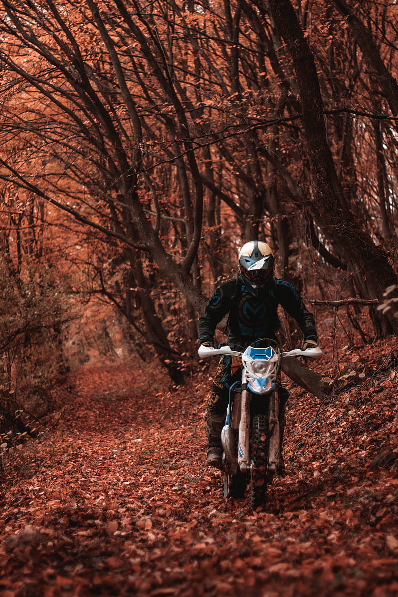 Motorcycle, autumn, beta, bicycle, bike, cross, dirt, downhill, forest, road, HD phone wallpaper