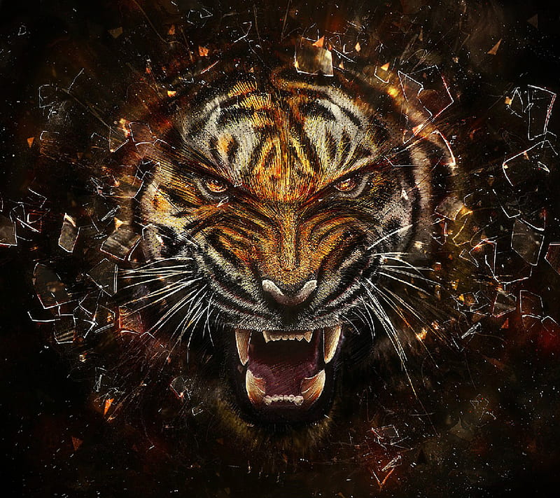 Crazy Tiger, animal, cat, HD wallpaper